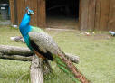 Pfau